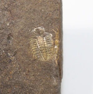Trilobit, Diacanthaspis minuta, Silur, Ludlow, Kosov Cava, Beroun, CZE -x881 - Foto 1 di 4