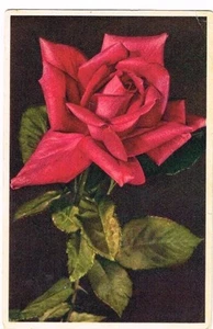 Vintage 1910 Postcard depicts a Beautiful Red Rose - Picture 1 of 1