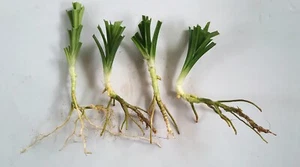 10PSC Pandanus amaryllifolius - Pandan leaf - Live rooted Plant from Sri Lanka - Picture 1 of 5