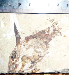 Joinvillichthys lindstroem Exotic &Rare Cretaceous Fossils directly from Lebanon - Picture 1 of 1