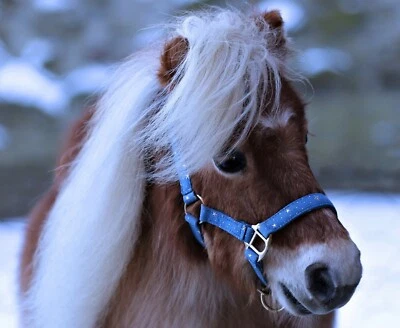 Halfter Sterne Blau Schwarz Minishetty Shetty Welsh Sky Blau Schwarz Fohlen TY - Bild 1 von 4