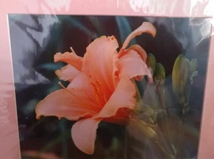 JOSEPH GEORGE LOESCH, PH. D. FOTOGRAFÍA DÍA LILY HEMEROCALLIS 11 x 14" MELOCOTÓN - Imagen 1 de 5