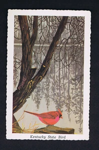 Kardinal, Staatsvogel von Kentucky - Postkarte 60er Jahre - Bild 1 von 2