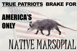 Possum Sticker brake for America's only native marsupial - Funny Opossum Decal - Picture 1 of 1