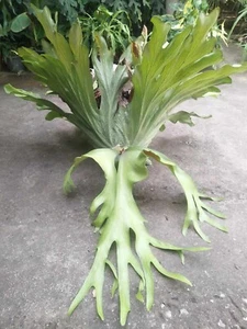 Helecho de cuerno de ciervo Spore of x Mentelosii Platycerium híbrido raro por Artandplants - Imagen 1 de 7