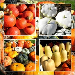 SPEISEKÜRBIS MIX BUTTERNUT HOKKAIDO MUSKAT PATISSON HALLOWEEN KÜRBIS 20 SAMEN - Bild 1 von 5