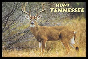 Hunt Tennessee • Eight Point Buck White Tail Deer on Alert  - Picture 1 of 3