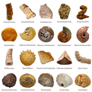 Trilobite fósil natural, crinoide, madera petrificada, especímenes de roca de cristales, etc. - Imagen 1 de 72