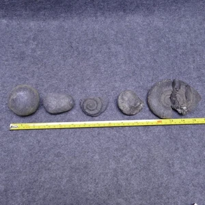 Ammonites From Papua New Guinea 2 Unsplit Nodules & 3 Fossils Ammonite Vintage - Picture 1 of 5