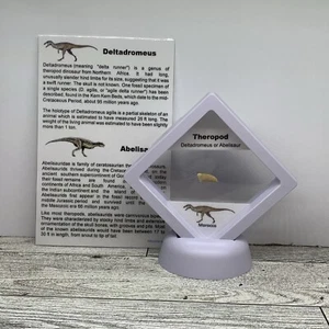Deltadromeus oder Abelisaurier ausgestorben Theropode Dinosaurier Zahn Fossil im Etui - Bild 1 von 8