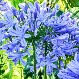 Agapanthus africanus African lily - 10 plug plant post bare rooted - Picture 1 of 5