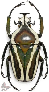 Dicronorhina derbyana,Male (No.1),nice degreased specimen!!,MOUNTED,ACTUAL SP. - Picture 1 of 1