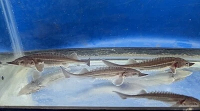 Один живой белый осетр от 3,5 до 4 дюймов для пруда кои или большого аквариума - Изображение 1 из 2