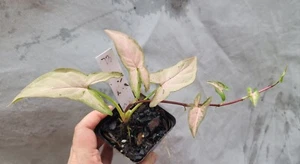 Syngonium PINK SPLASH VARIEGATEd, Rare, Houseplant, Decor, Gift - Picture 1 of 2