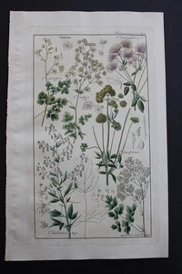Antique Botanical, Dietrich, Hand Color, 1840, Germany - Picture 1 of 1