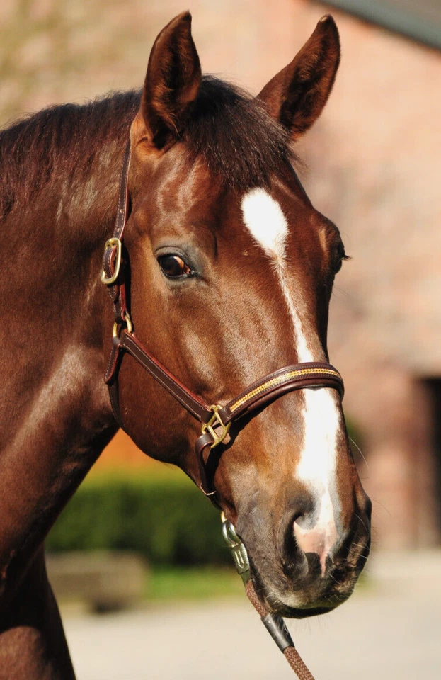 STRASS / LEDER-Halfter, Farbe braun hochwertiges Leder Strass gold, Größe WB - Bild 1 von 3
