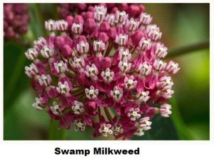 Milkweed, Pink Swamp Seeds - Fresh and Hand Packaged - Picture 1 of 1