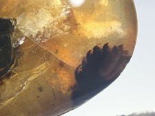 Burmese Amber Cretaceous fossil include Gymnosperms seed