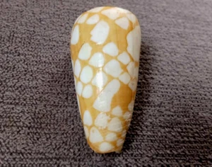 Cono cordigera 35,6 mm GEM hermoso patrón cono, ¡¡GUAU!!! - Imagen 1 de 6