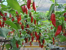 14 varieties 28 mixed chilli /& sweet pepper seeds.  Was £7.50. Chilli seeds