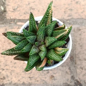Haworthia Hard Leaf -.Koelmaniorum x Pumila Snowy Winter Variegated Succulent - Picture 1 of 12