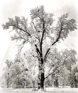 1948/80 Vintage ANSEL ADAMS Landscape Yosemite Oak Tree Snow Tritone Photo Art - Picture 1 of 1