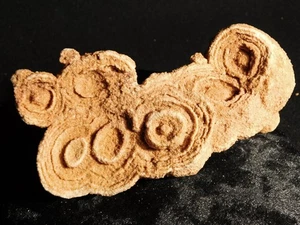 LARGER! 600 Million Year Old STROMATOLITE Fossil 100% Natural Morocco 417gr - Picture 1 of 12