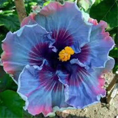 HIBISCUS SYRIACUS - RED HEART - ROSE OF SHARON 100 Seeds Per Pack - Image 1 of 4