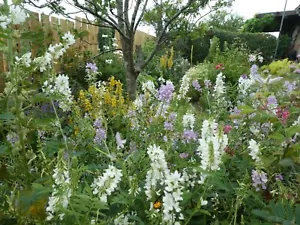 TOUCHWOOD TALL PLANTS SEEDS, many CHOICES unusual, rare, OFFER BUY 6 get 1 free - Picture 1 of 97