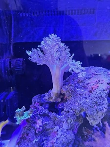 Pink Kenya Tree Marine Aquarium Soft Coral - Picture 1 of 2