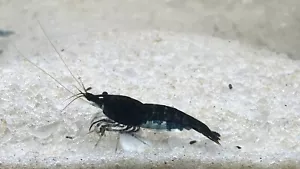 Substrato di sabbia per acquario colore marrone grana fine 20 libbre - Foto 1 di 8