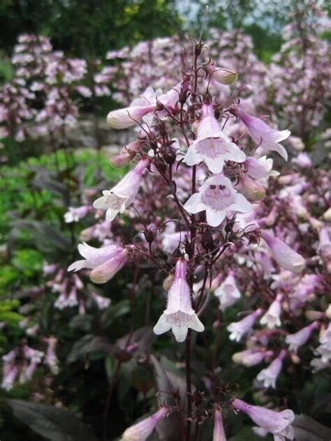 Penstemon digitalis, 'Mystica' 20 semillas perennes, polinizadores favor Foto 1 de 1