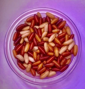 50X DRY Green Bottle/ Blue Bottle Fly Pupae MIX - Picture 1 of 1