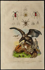 1839 - Insectes Purpuricenus &amp; Rapace aigle pygargue - Gravure ancienne