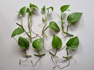 Indoor Plants Houseplants 11x Cuttings Pothos Devil's Ivy Epipremnum Money Plant - Picture 1 of 24