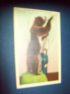 KODIAK BÄR KODIAK, ALASKA POSTKARTE - Bild 1 von 2