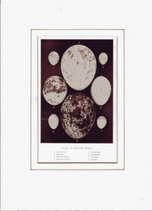 Eggs of British Birds (c) Monted Antiquarian Print - Picture 1 of 1