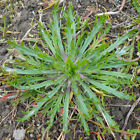 Plantago Coronopus - 500 Seeds - Buck's-horn Plantain / Erba Stella / Minutina