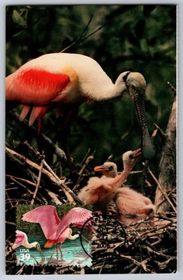 #4099f Southern Florida Roseate Spoonbills FDC Maxi Card - Image 1 of 2