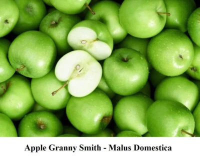 Seed Granny Smith Apple Trees Malus Harvest Green Crisp Fruit in your Garden + - Image 1 of 4