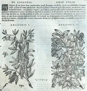 Fleur Anagyris Gravure Botanique Matthioli Mattioli Matthiole Dioscoride - Imagen 1 de 1