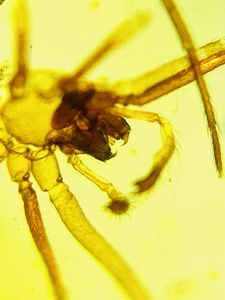 Burmese burmite Cretaceous N46 foliage big spiders insect fossil amber Myanmar - Picture 1 of 10