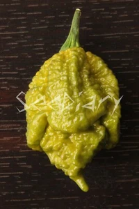 PEPPER X - UNOFFICIAL WORLD HOTTEST PEPPER, 3.180.000 SHU - 10 SELECTED SEEDS - Afbeelding 1 van 2