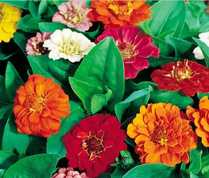 ZINNIA DWARF THUMBELINA MIX Zinnia Elegans - 1,200 Bulk Seeds - Picture 1 of 1