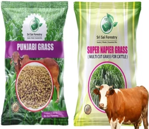 Combo Super Napier Grass Seeds & Punjabi Grass Seeds 200g seed | Multi cut grass - Bild 1 von 6