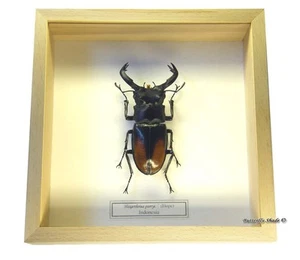 REAL MOUNTED FRAMED BEETLE - Hexarthrius parryi - THE FIGHTING GIANT STAG BEETLE - Imagen 1 de 3
