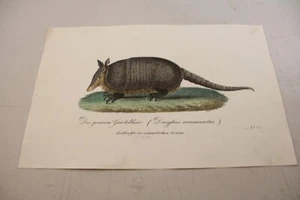 c1816 antica stampa ANIMALE a colori / ARMADILLO / molto scarsa - Foto 1 di 1