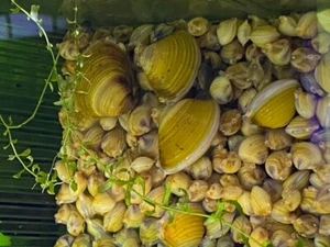 300+ LIVE FRESHWATER GOLDEN BABY CLAMS MUSSELS FILTER FEEDER AQUARIUM - Picture 1 of 10