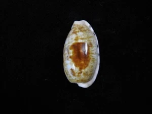 Sea shells Cypraea pellucens panamensis 31.4mm ID#8248 - Picture 1 of 4
