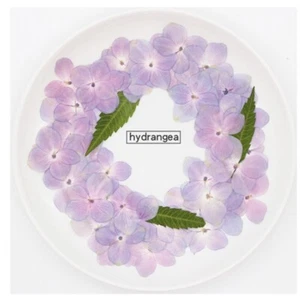 60 Pcs Natural Hydrangea DIY Dried Flowers UV Expoxy Resin Mold Filling Flower - Picture 1 of 8